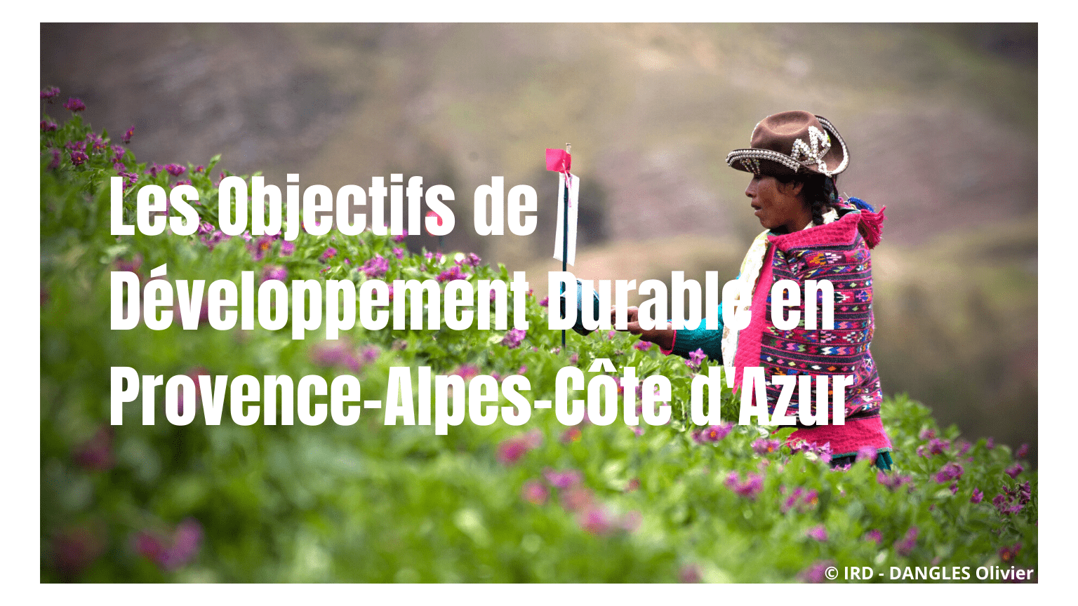 Objectifs de développement durable